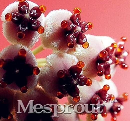 JMS 100Pcs Hoya Carnosa Seeds - White And Dark Red Bi-Color