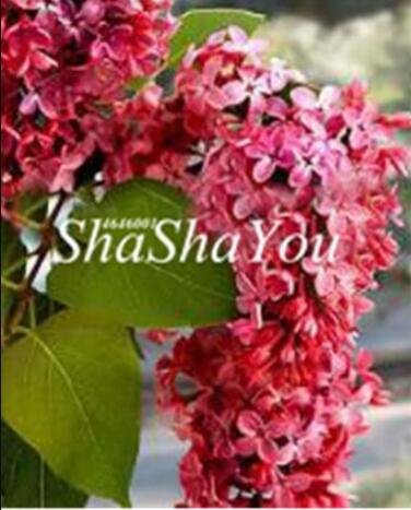 JMS 50Pcs Syringa Linn Seeds