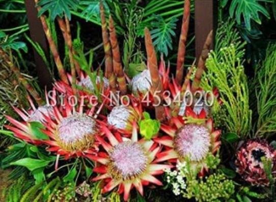 JMS 200Pcs Protea Cynaroides Seeds
