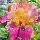 JMS 100Pcs Iris Flower Seeds - Golden - Light Pink - Rose Pink Flowers