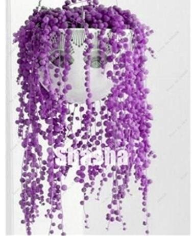 JMS 200Pcs Purple Pearl Chlorophytum Bonsai Seeds