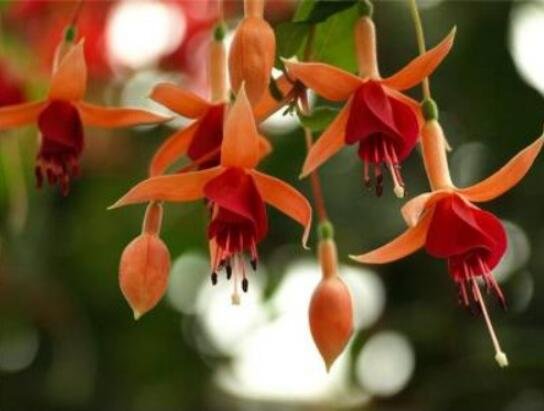 JMS 10Pcs Fuchsia Seeds - Orange Flowers With Dark Red Centre Flowers