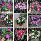 JMS 100Pcs Periwinkle Seeds - Mixed Rose Purple / Pink / Dark Pink / Light Purple / White / Mixed