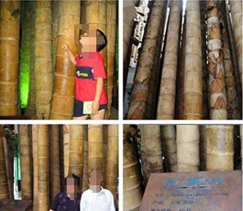JMS 100Pcs Huge Dragon Bamboo Giant Bambu Tree Seeds