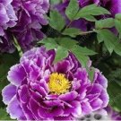 JMS 20Pcs Perennial Peony Flowers Seeds - Purple Flowers With Light Purple To White Edge Flowers
