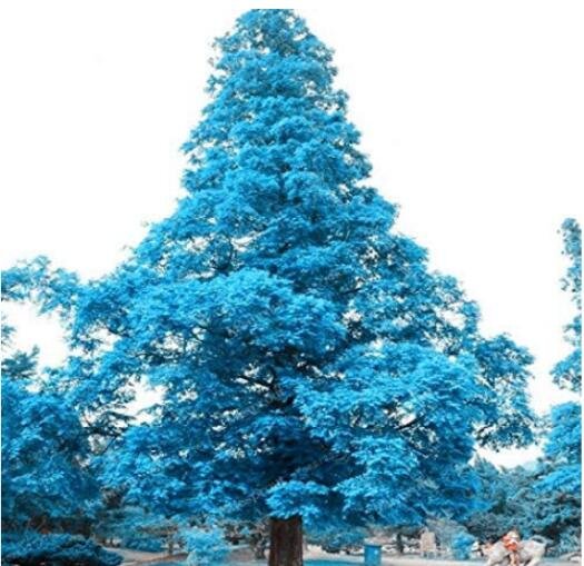 JMS 100Pcs Blue Spruce Tree Seeds Picea Tree