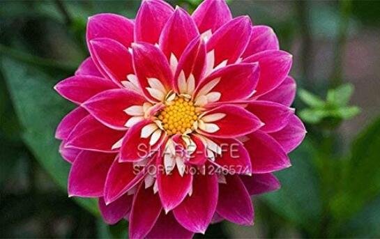 JMS 50Pcs Red Dahlias Seeds