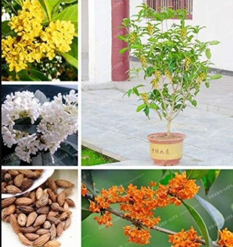 JMS 20Pcs Osmanthus Fragrans Seeds Charming And Fragrant Sweet Olive Tree Mixed Colors