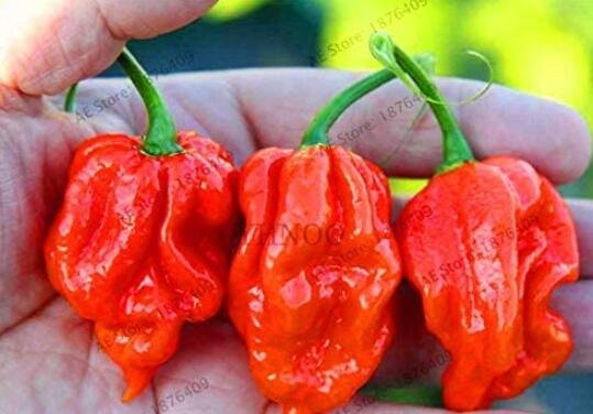 JMS 200Pcs Dragon'S Breath Chili Pepper Seeds