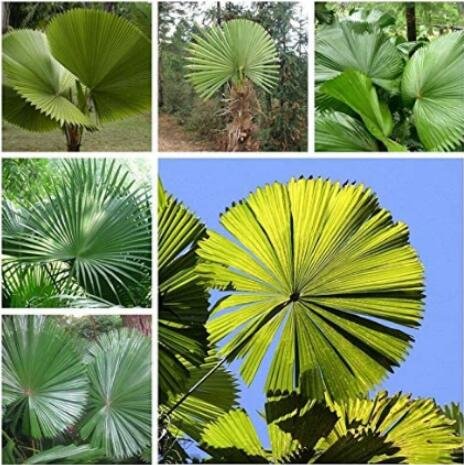 JMS 30Pcs Palm Tropical Outdoor Evergreen Fan-Shaped Seeds