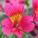 JMS 100Pcs Peruvian Lily Alstroemeria Flower Seeds - Rose Pink Flowers With Yellow-Black Spots