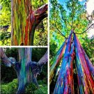 JMS 100Pcs Rainbow Eucalyptus Seed Tropical Tree Seeds