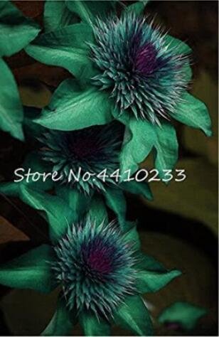 JMS 100Pcs Clematis Seeds - Goldenish Green Color