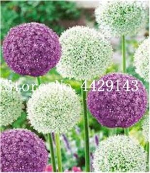 JMS 100Pcs Giant Allium Plant Seeds - Mixed Light Purple And White Colors