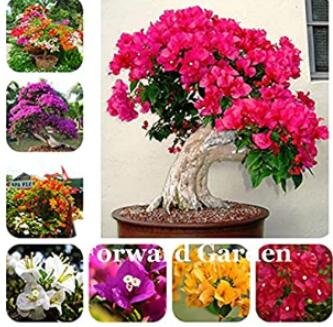 JMS 100Pcs Thailand Bougainvillea Seed - Mixed Purple Red White Orange Ect Colors