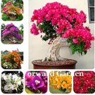 JMS 100Pcs Thailand Bougainvillea Seed - Mixed Purple Red White Orange Ect Colors