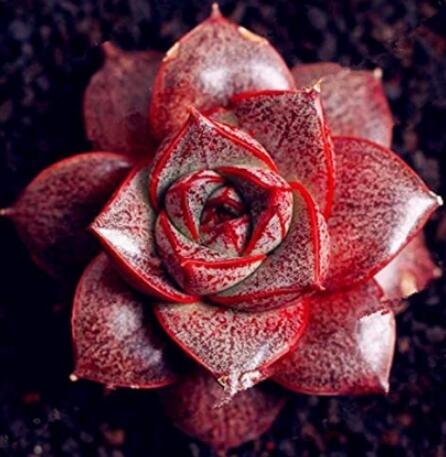 JMS 300Pcs Echeveria Purpusorum Seeds JMS Ones - Red Spot Veriety
