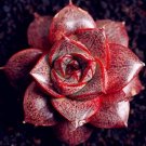 JMS 300Pcs Echeveria Purpusorum Seeds JMS Ones - Red Spot Veriety
