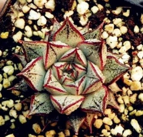 JMS 300Pcs Echeveria Purpusorum Seeds JMS Ones