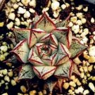 JMS 300Pcs Echeveria Purpusorum Seeds JMS Ones