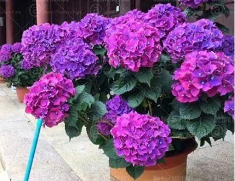 JMS 50Pcs Hydrangea Seeds - Dark Purple Ball Type Flowers