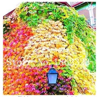 JMS 100Pcs Vine Woodbine Grape Boston Ivy Seeds - Colorful