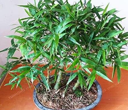 JMS 50Pcs Bambusa Ventricosa Seed Bamboo Hardy Clumping Type