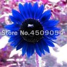 JMS 50Pcs Dwarf Sunflower Seeds - Blue Flowers