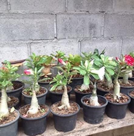 JMS 120Pcs Desert Rose Seeds - Mixed