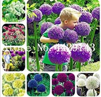 JMS 100Pcs Giant Allium Seeds - Mixed White Purple Yellow Blue Dark Red Etc Colors