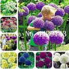JMS 100Pcs Giant Allium Seeds - Mixed White Purple Yellow Blue Dark Red Etc Colors