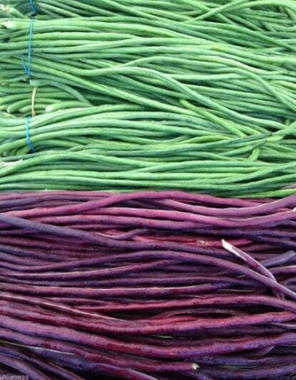 JMS 100Pcs Vigna Sinensis Seeds Yard Long Bean Mixed Red And Green Color