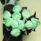 JMS 10Pcs Chinese Peony Tree Seeds - Light Green Ball Type Flowers