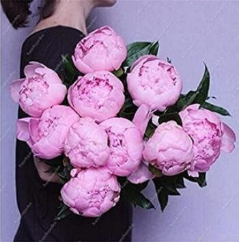 JMS 10Pcs Chinese Peony Tree Seeds - Light Pink Double Flowers Ball Type