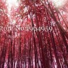 JMS 30Pcs Giant Bamboo Seeds - Coffee Color