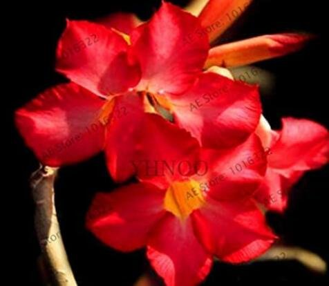 JMS 4Pcs Adenium Obesum Seeds Desert Rose - 2 Colors Available