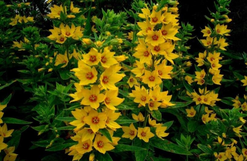 JMS 100Pcs Lysimachia Punctata Perennial Seeds