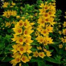 JMS 100Pcs Lysimachia Punctata Perennial Seeds