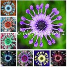 JMS 100Pcs Colorful Osteospermum Seeds - Mixed Purple Yellow Red Green Orange Ect 8 Colors