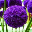JMS 100Pcs Giant Allium Giganteum Seeds - Purple Color Big Ball Blooms
