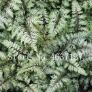 JMS 200Pcs Fern Seeds - Greyish Green Color