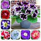 JMS 100Pcs Gloxinia Seeds - Mixed Purple Red Black Pink Ect 8 Colors