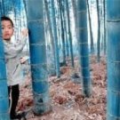 JMS 100Pcs Blue Bamboo Seeds