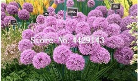 JMS 100Pcs Giant Allium Plant Seeds - Light Purple Color