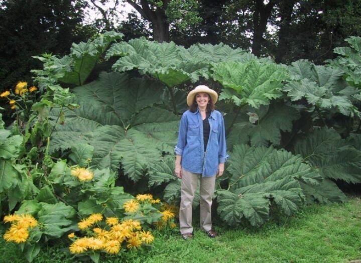 JMS 7Pcs Gunnera Manicata Seeds