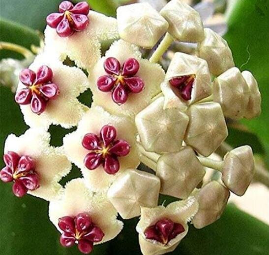 JMS 50Pcs Hoya Carnosa Flower Seeds - Milky White With Dark Red Centre