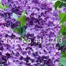 JMS 100Pcs Japanese Lilac Flowers Seeds -Purple Colors