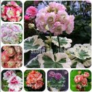 JMS 200Pcs Geranium Flower Seeds - Mixed Bi-Colors 8 Types