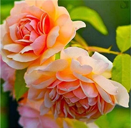 JMS 10Pcs Paeonia Lactiflora Seeds - Orange Red Double Peony Flowers