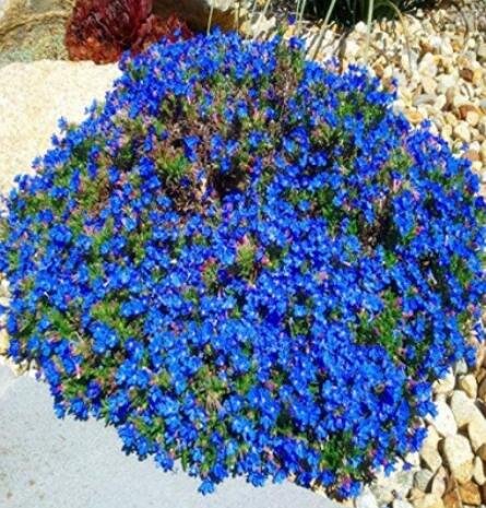 JMS 100Pcs Aubrieta Cultorum Rock Cress Seeds - Dark Blue Flowers